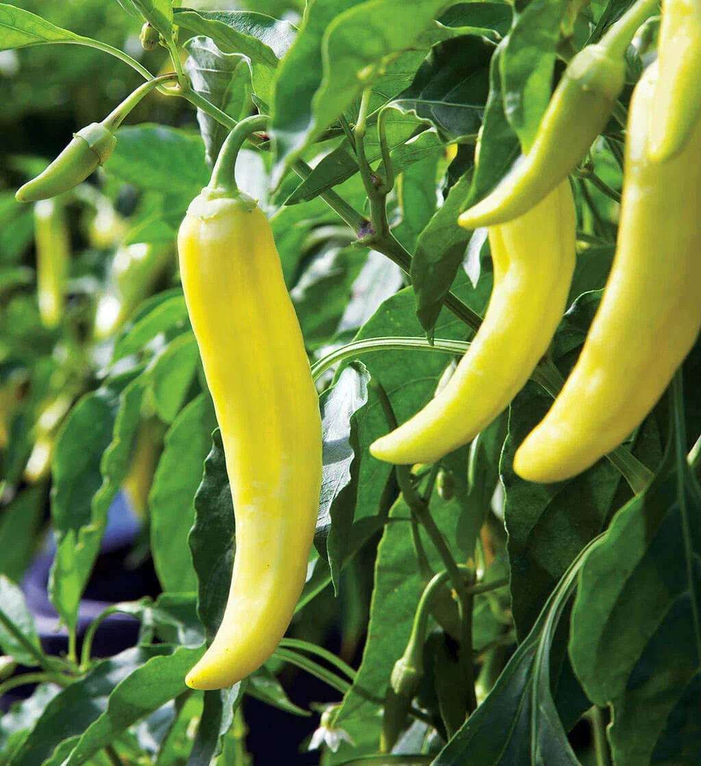 Sweet Banana Pepper Seeds - Heirloom Capsicum annuum for Gardening, Fresh, Non-GMO, 20 Seeds Pack