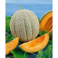 Heirloom Cantaloupe Seeds Hale's Best Jumbo | Sweet Flavor | Cucumis melo | Juicy Melons for Gardening
