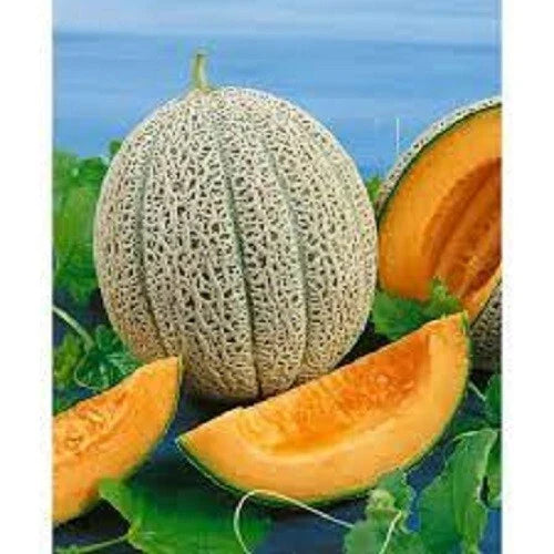 Heirloom Cantaloupe Seeds Hale's Best Jumbo | Sweet Flavor | Cucumis melo | Juicy Melons for Gardening