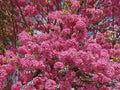 Tabebuia Trumpet Tree Starter Plant 12-18 Inch - Tabebuia heterophylla Rooted Tropical Tree
