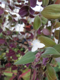 Unrooted Cuttings - Baby Bunny Bellies Tradescantia fluminensis - Wandering Jew Plant, Indoor, Easy Care, 10 Cuttings