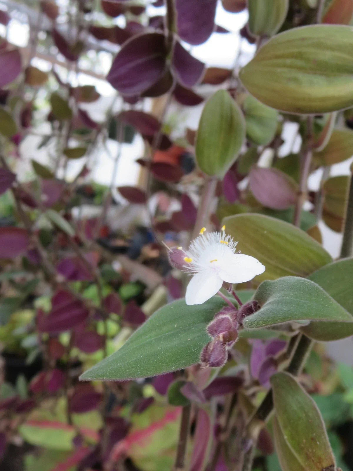 Unrooted Cuttings - Baby Bunny Bellies Tradescantia fluminensis - Wandering Jew Plant, Indoor, Easy Care, 10 Cuttings