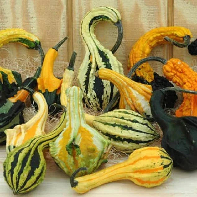 Autumn Wings Gourd Seeds for Planting, Exotic Color Mix, Cucurbita pepo, Vining, 20 Seeds