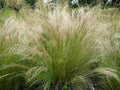 Bulk Mexican Feather Grass Seeds 1000 Count, Ornamental Stipa Tenuissima, Drought-Resistant, Hardy Garden Grass