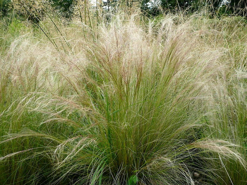 Bulk Mexican Feather Grass Seeds 1000 Count, Ornamental Stipa Tenuissima, Drought-Resistant, Hardy Garden Grass