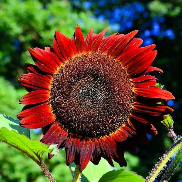 Red Sun Sunflower Seeds - Organic Non-GMO Pack of 50 - Helianthus annuus - Vibrant Red and Yellow Flowers, USA Grown