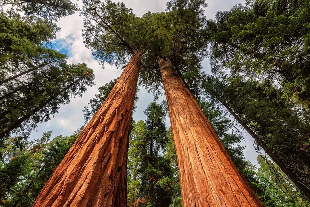 Redwood Sequoia Tree Seeds - 25 Seeds for Bonsai & Landscaping - Sequoiadendron giganteum - Full Sun, Drought Tolerant