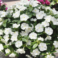 Vinca Logro White Seeds - 500 Count - Catharanthus roseus Garden Flower Seeds for Borders & Containers