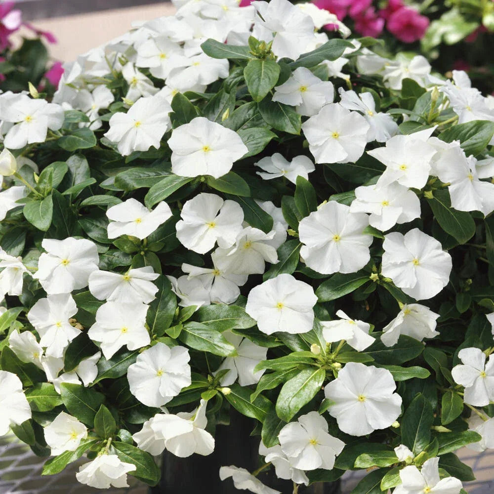 Vinca Logro White Seeds - 500 Count - Catharanthus roseus Garden Flower Seeds for Borders & Containers