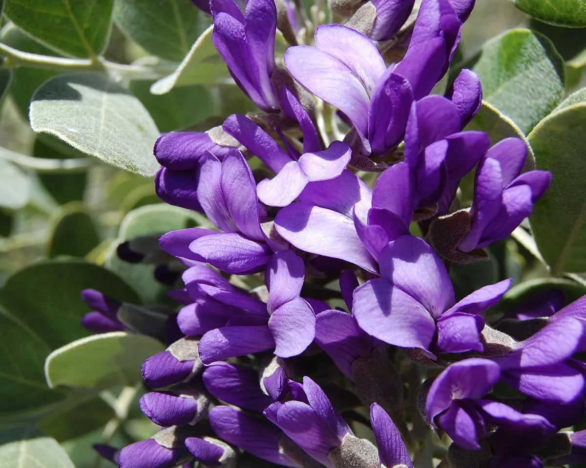 Mescal Bean Seeds for Planting - Texas Mescalbean, Sophora secundiflora, Drought-Tolerant Native Shrub, 10 Seeds