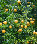 Trifoliate Hardy Orange Tree Seedling 4-6 Inch Poncirus trifoliata Fully Rooted Citrus Plant
