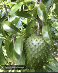 Graviola Soursop Plant in Pot - Annona Muricata - Tropical Indoor Garden Plant - 5-9 Inches