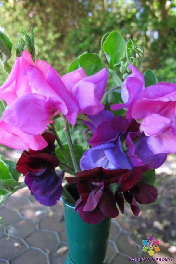 Dwarf Sweet Pea Seeds - 50+ Cupid Mixture - Fragrant Garden Flowers - Lathyrus odoratus - Bushy, Compact Annual