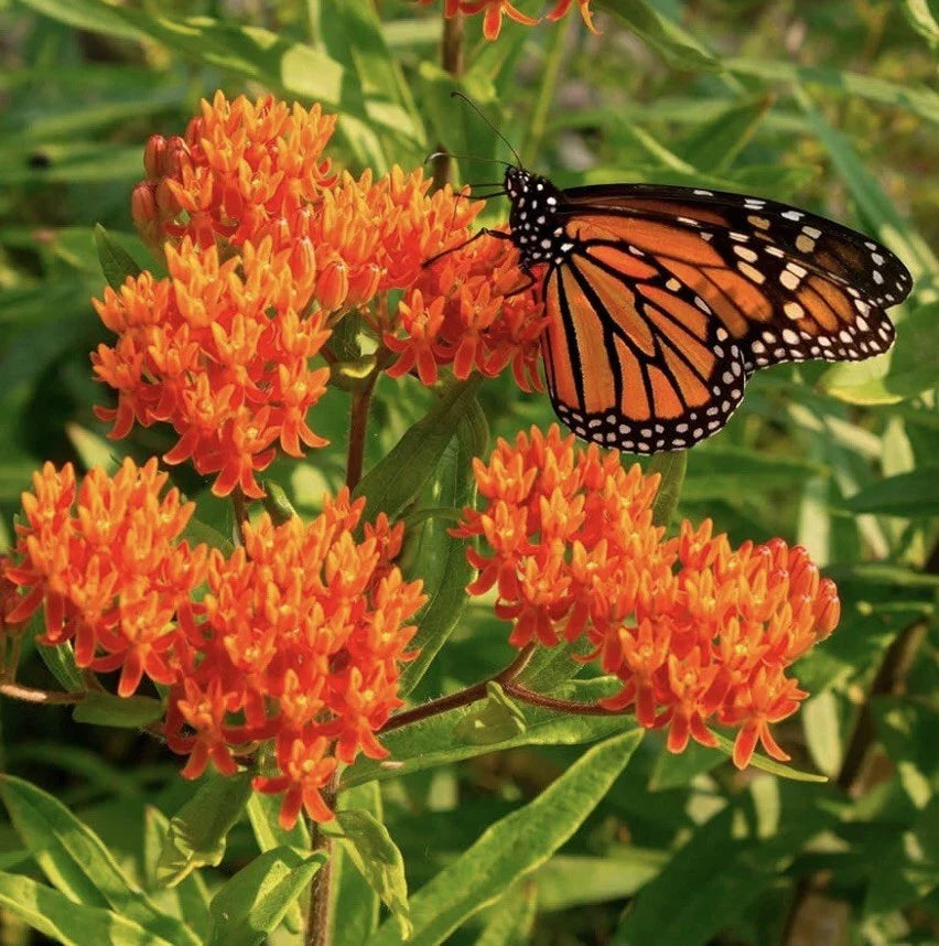 Milkweed Seeds - Pack of 100 - Attract Monarch Butterflies - Native Wildflower - Asclepias spp. - Perennial Garden Seeds
