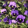 Viola Swiss Giant Ullswater Seeds - 50 Pansy Seeds for Colorful Garden Blooms, Annual, Mixed Colors, Viola tricolor var. hortensis