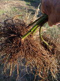 Bare Root Triple Crown Thornless Blackberry Plants – Heavy Yielding, Sweet Black Berries, Easy to Grow, Live Berry Bush Starts