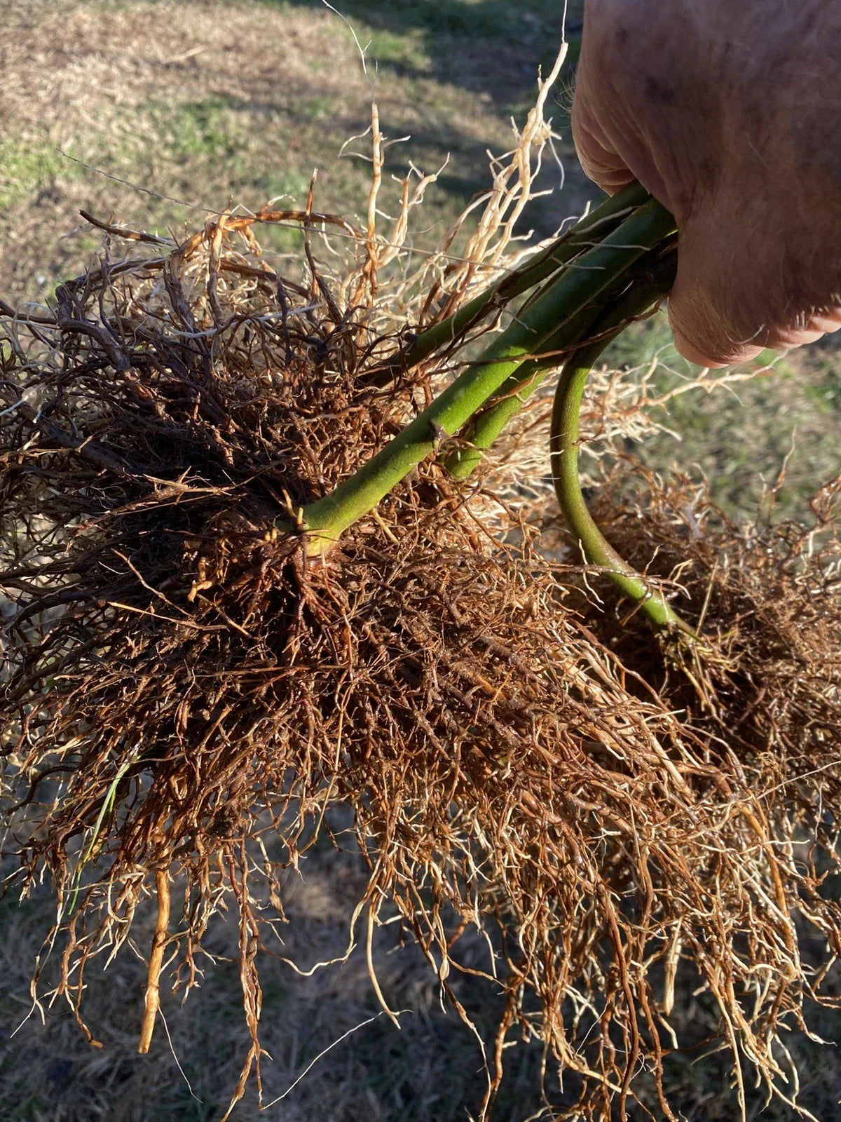 Bare Root Triple Crown Thornless Blackberry Plants – Heavy Yielding, Sweet Black Berries, Easy to Grow, Live Berry Bush Starts
