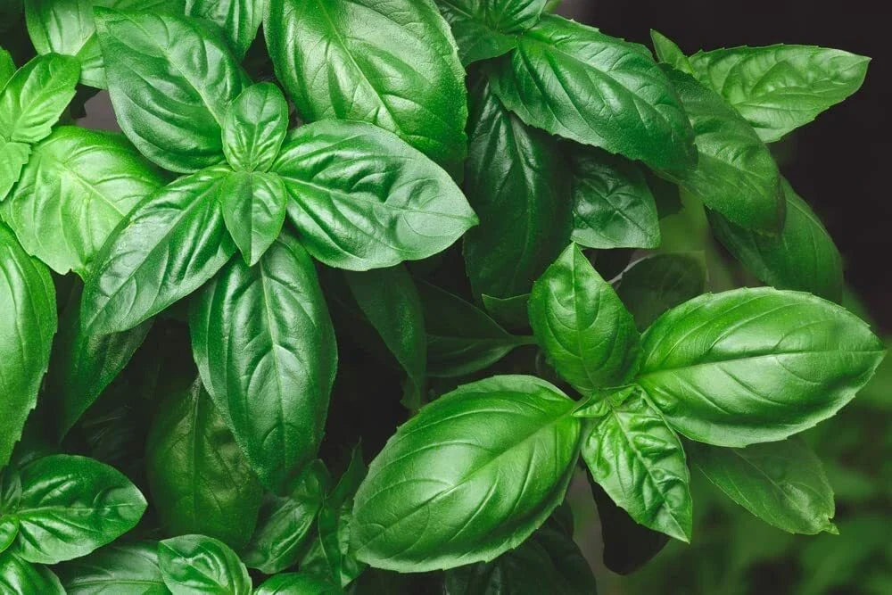 Genovese Basil Seeds 500+ Count for Pesto, Culinary Herb, Ocimum basilicum, Indoor & Outdoor Gardening