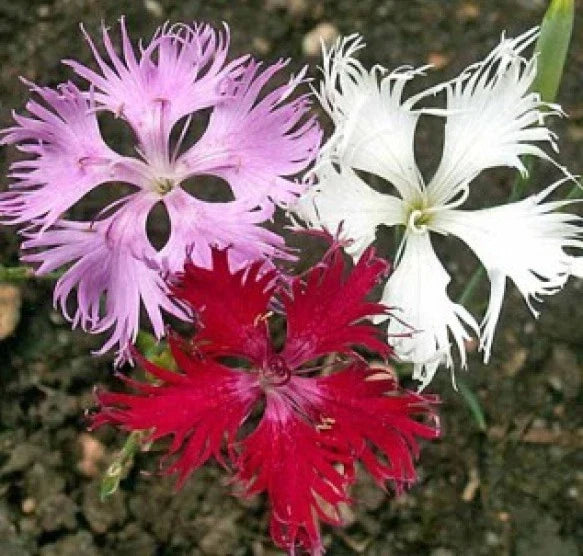 Fringed Pinks Flower Seeds - 100 Fresh Dianthus plumarius Seeds for Borders & Containers, Pink Blooms, Easy to Grow