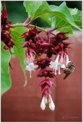Himalayan Honeysuckle Bush Seeds - 200 Count, Hardy Perennial, Symphoricarpos albus, Attracts Pollinators, Full Sun, Well-Drained Soil