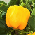 Golden Cal Wonder Bell Pepper Seeds - Yellow Capsicum annuum, Non-GMO, Sweet Bell Peppers for Home Garden & Container Growing