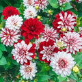 Pacific Time Dahlia Seeds - Perennial Flowering Bulbs - Dahlia pinnata - Vibrant Blooms for Gardens