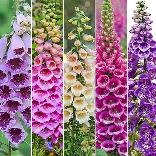 Foxy Foxglove Seeds Packet 500 Digitalis purpurea Mixed Colors for Borders, Cottage Gardens, Pollinator Attractant