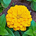 Canary Bird Zinnia Seeds | Giant Yellow Flowers | Heirloom Non-GMO | Zinnia elegans | Bright Yellow Blooms