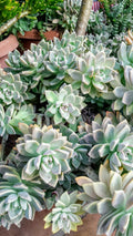 Fresh Succulent Cuttings Assortment of 6 Unique Varieties with Bonus