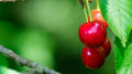 North Star Cherry Seeds - Pack of 10+ Prunus cerasus 'North Star' Fruit Tree for Garden Planting, Easy to Grow, Sweet Cherries