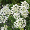 Orlaya grandiflora Seeds - Minoan Lace White Flower for Borders & Cut Flowers, 30 Seeds