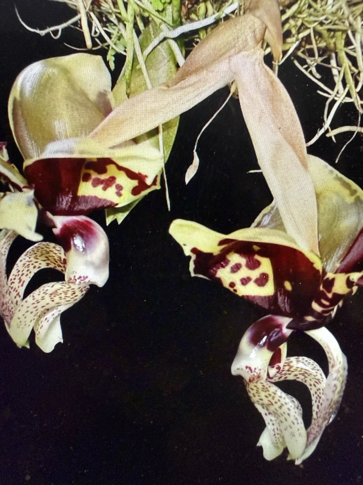 Stanhopea Ocalata Orchid Plant - 2 Rooted Bulbs Bare Root Tropical Orchid