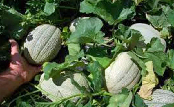 Muskmelon Seeds - Heirloom Hales Best Jumbo Cucumis melo, Sweet & Juicy Cantaloupe Seed Pack for Garden Growth