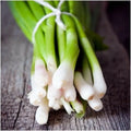 Tokyo Long White Bunching Onion Seeds, Allium fistulosum, Non-GMO, Heirloom, Scallions, Vegetable Seeds