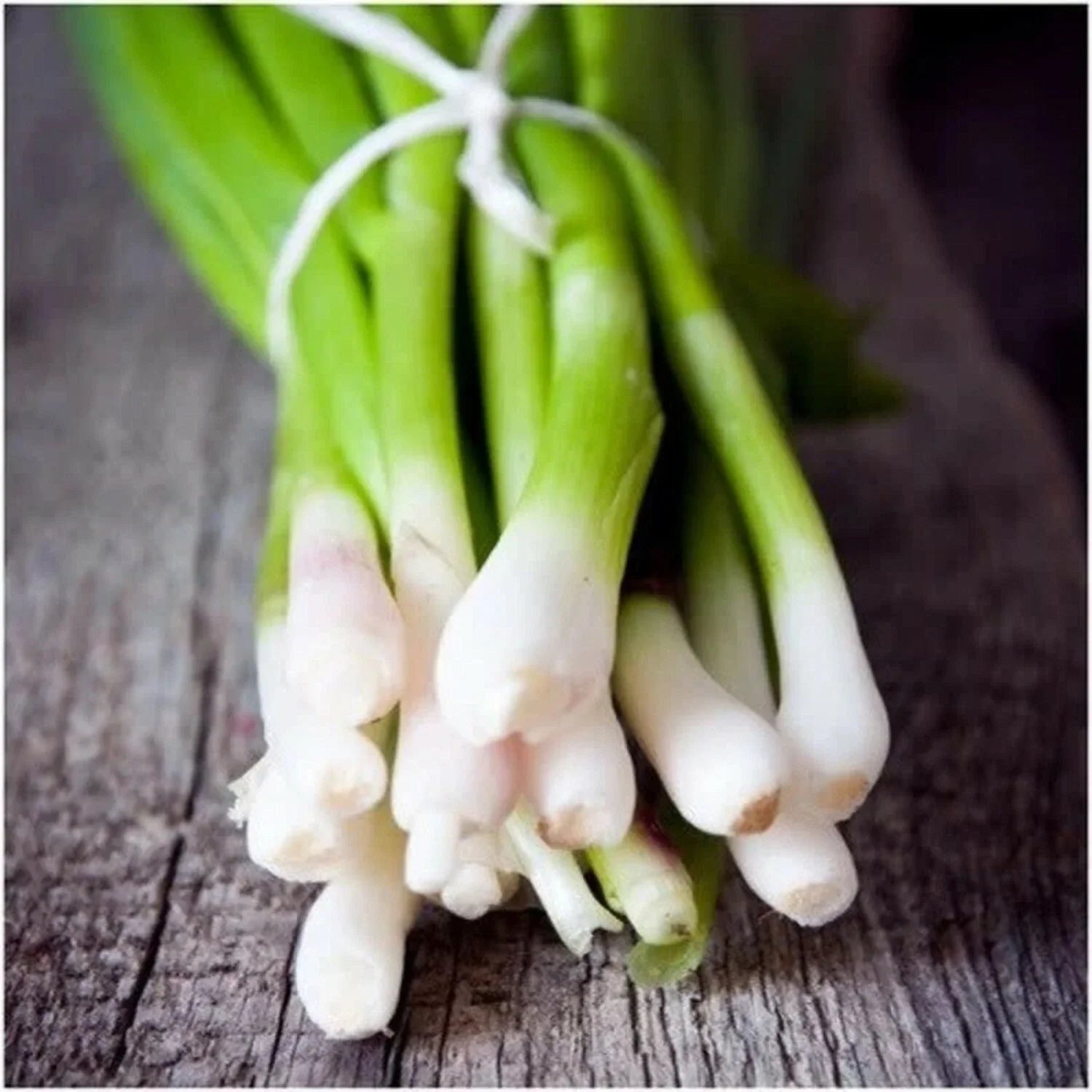 Tokyo Long White Bunching Onion Seeds, Allium fistulosum, Non-GMO, Heirloom, Scallions, Vegetable Seeds