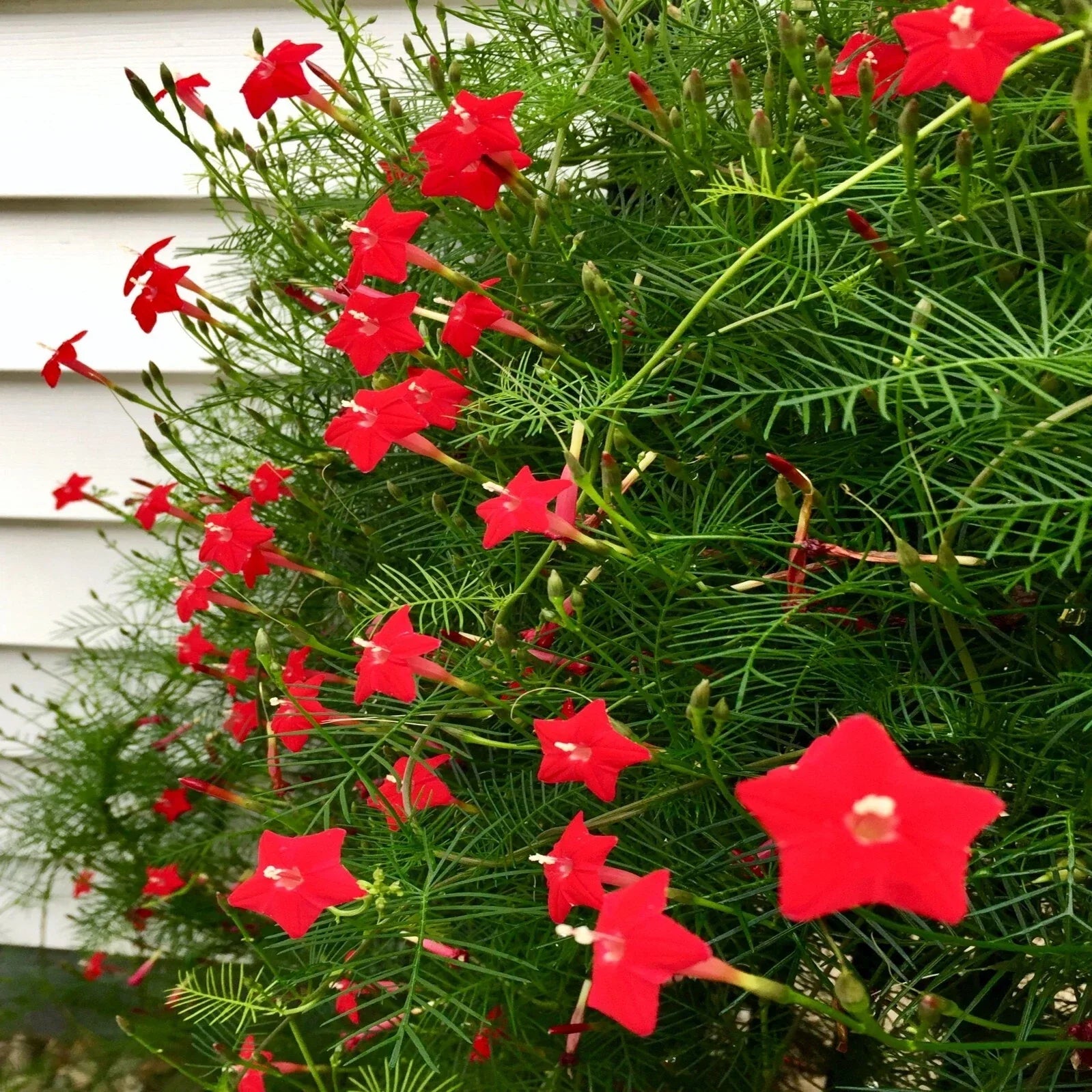 Star Glory Seeds - Cardinal Creeper Vine Flower Seeds for Attracting Butterflies & Hummingbirds - Ipomoea quamoclit, Climbing Vine, Pack of 20