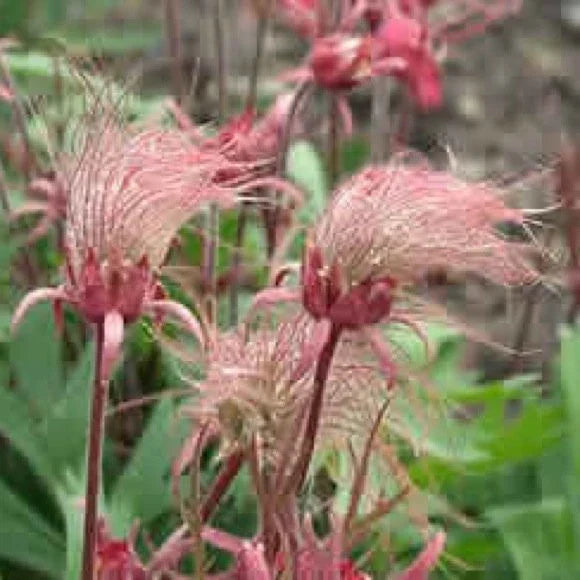Prairie Smoke Seeds - 10 Pack - Pink Flowers Geum triflorum - Drought-Tolerant Perennial for Rock Gardens and Borders
