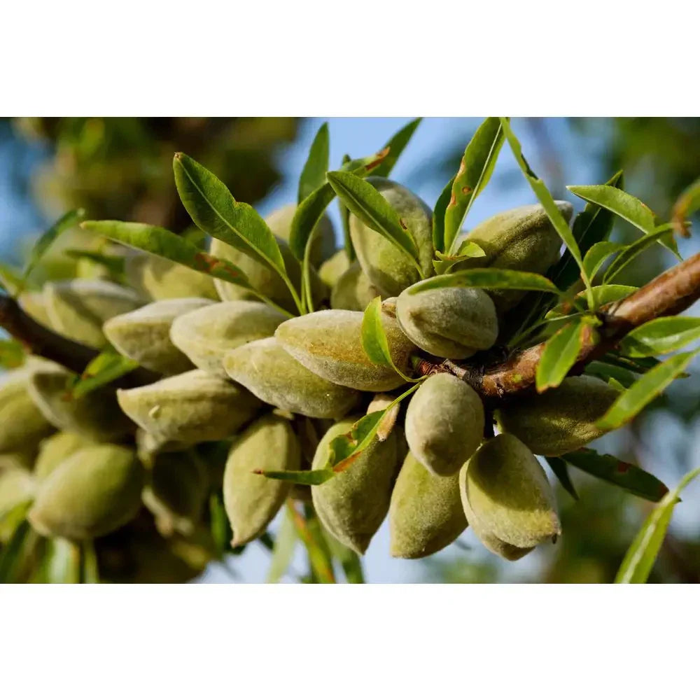 All-In-One Almond Tree Bare Root 3 Ft Self-Pollinating Heavy Producer Prunus dulcis