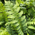 Christmas Fern Bare Root Plants 25 Pack – Polystichum acrostichoides Hardy Perennial for Shade Gardens and Landscaping