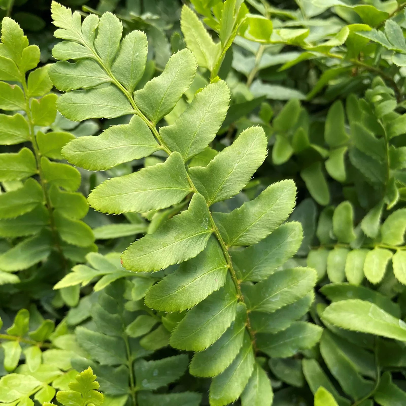 Christmas Fern Bare Root Plants 25 Pack – Polystichum acrostichoides Hardy Perennial for Shade Gardens and Landscaping