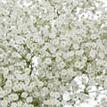 Baby's Breath Seeds | Non-GMO Gypsophila elegans for Gardens & Floral Arrangements, Bulk Packet