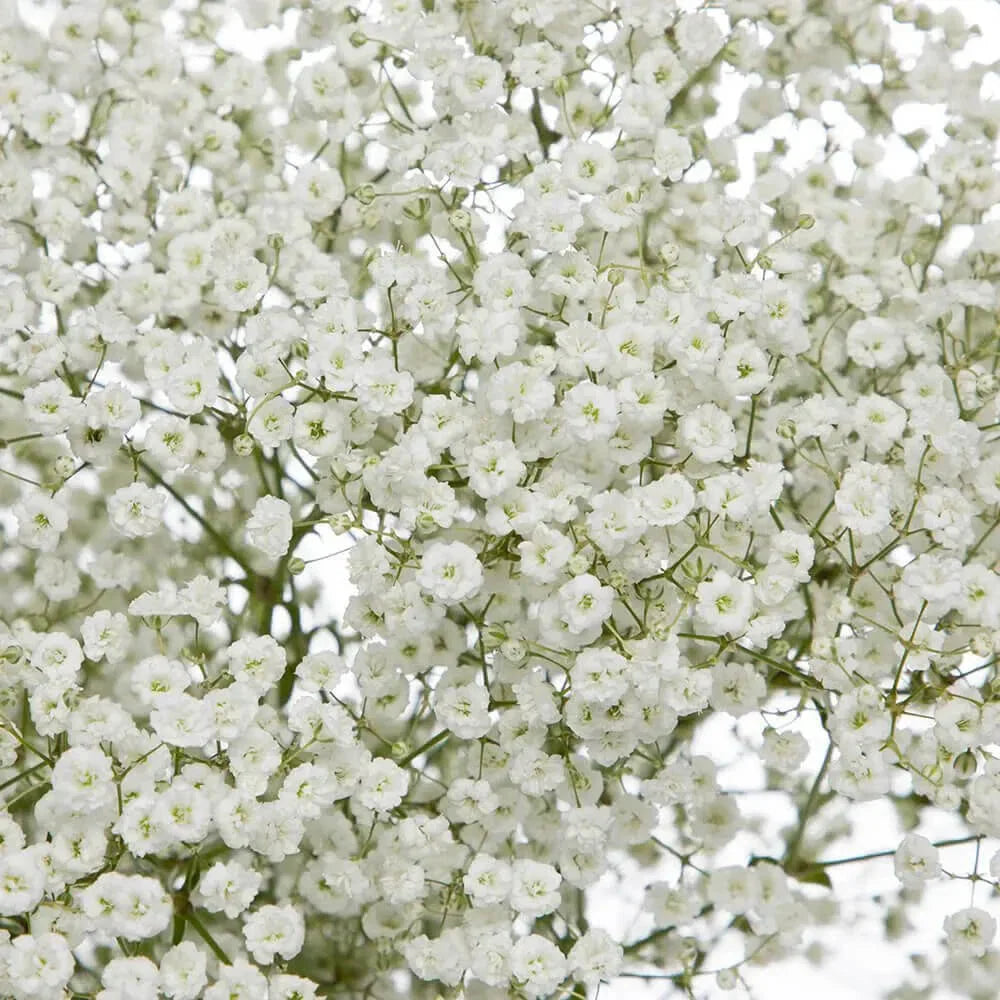 Baby's Breath Seeds | Non-GMO Gypsophila elegans for Gardens & Floral Arrangements, Bulk Packet