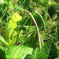 Iron and Clay Cowpea Seeds - Cover Crop Pack of 100 - Vigna unguiculata for Soil Improvement and Erosion Control