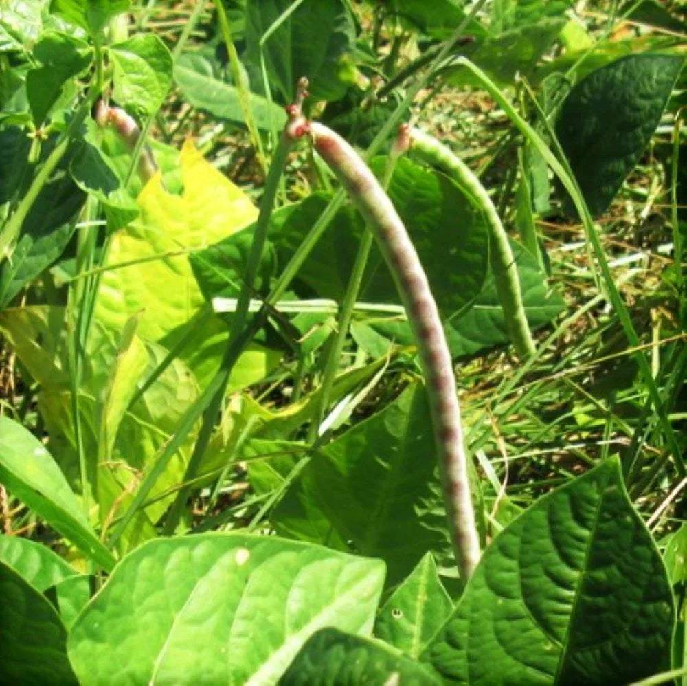 Iron and Clay Cowpea Seeds - Cover Crop Pack of 100 - Vigna unguiculata for Soil Improvement and Erosion Control