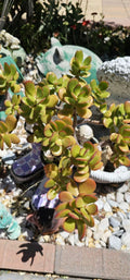 Jade Plant Cuttings - 2 Pieces, 3-5" Crassula ovata Succulent for Indoor Garden, Home Decor, Propagation