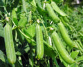 Heirloom Pea Seeds Pack of 100+ | Thomas Laxton Pisum sativum for Home Gardening, Fresh Eating & Freezing