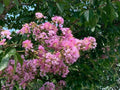 Splash of Pink Cape Myrtle Seeds - Lagerstroemia indica Perennial Flower Seeds for Garden, Borders, Pollinator Attraction