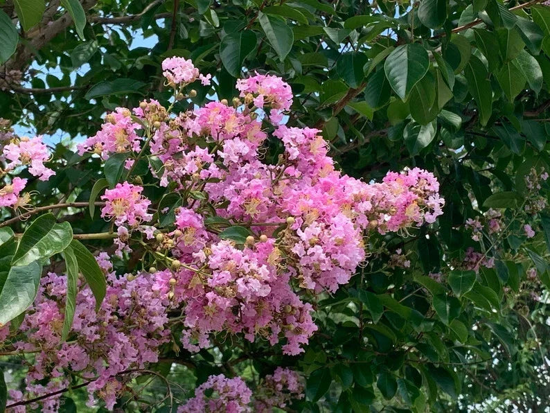 Splash of Pink Cape Myrtle Seeds - Lagerstroemia indica Perennial Flower Seeds for Garden, Borders, Pollinator Attraction