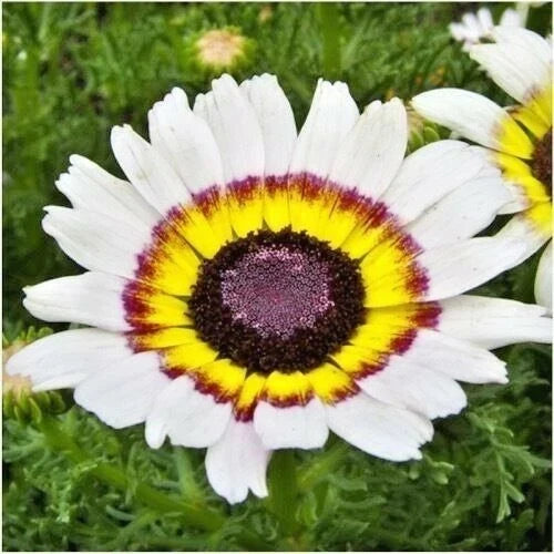 Chrysanthemum Tri-Color Painted Daisy Seeds – 200+ Annual Flower Seeds for Garden & Patio Containers