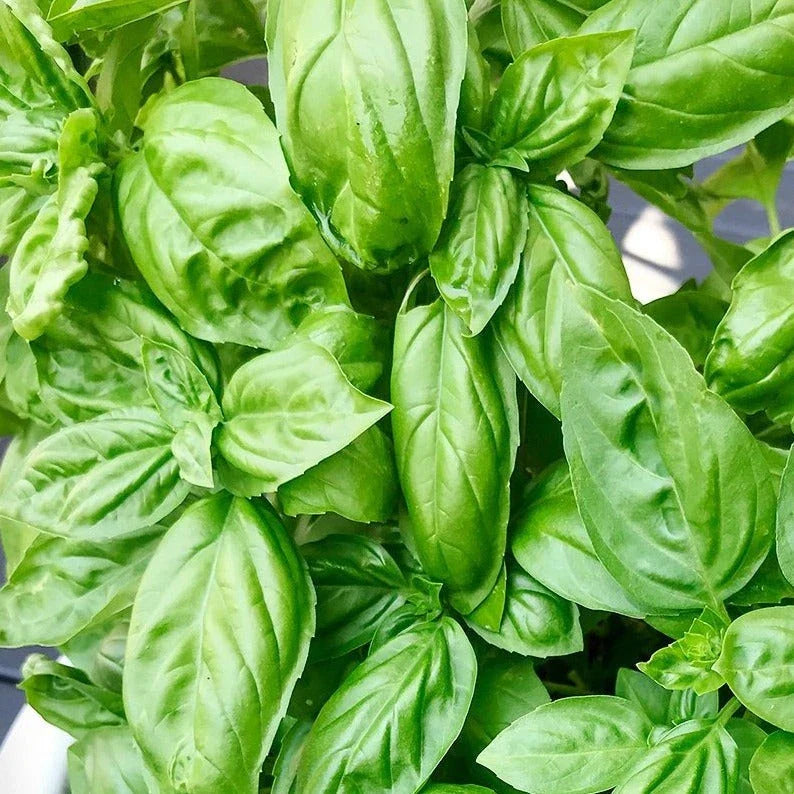 Genovese Basil Seeds - Organic Italian Herb for Garden, Container, Indoor & Outdoor Cultivation - Ocimum basilicum, 100 Seeds